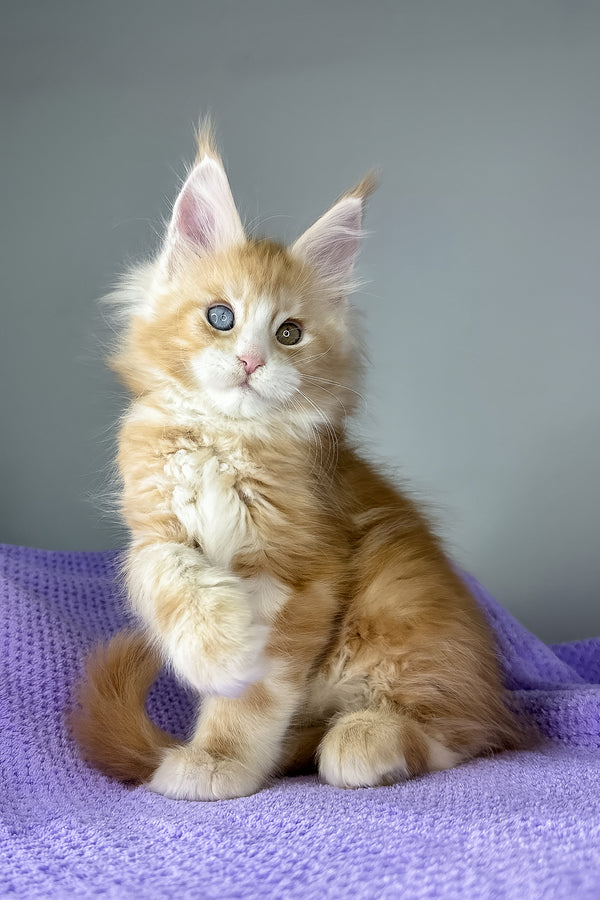 Cartier | Maine Coon Kitten