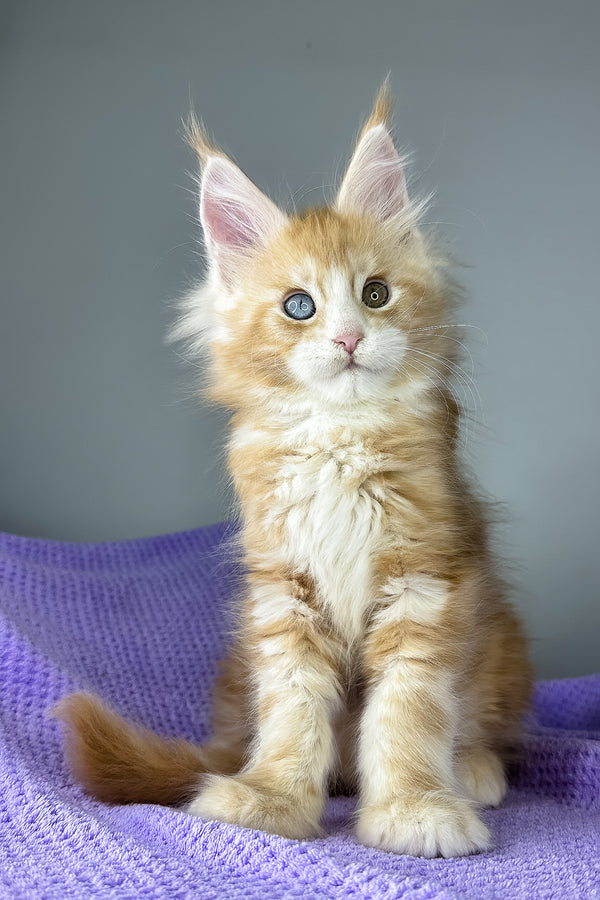 Cartier | Maine Coon Kitten