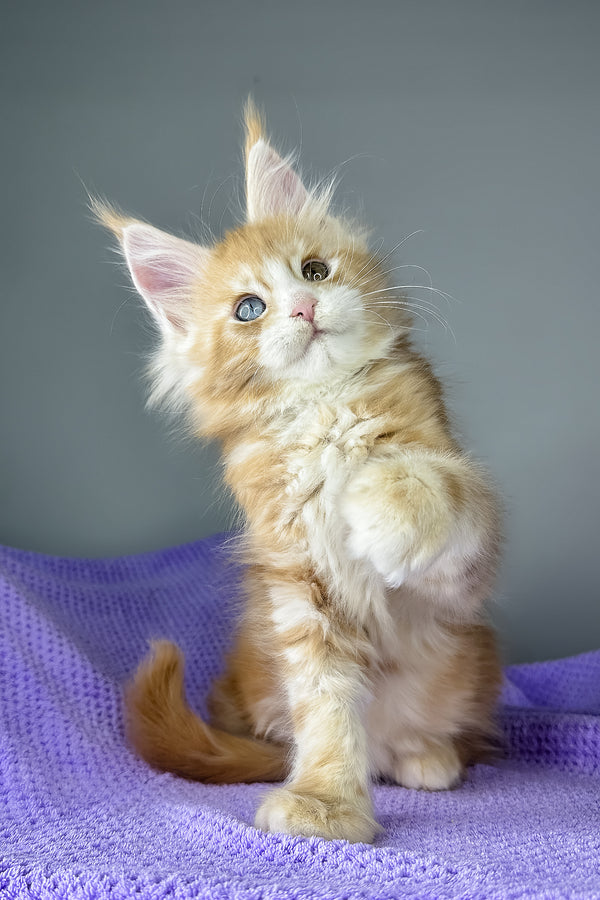 Cartier | Maine Coon Kitten