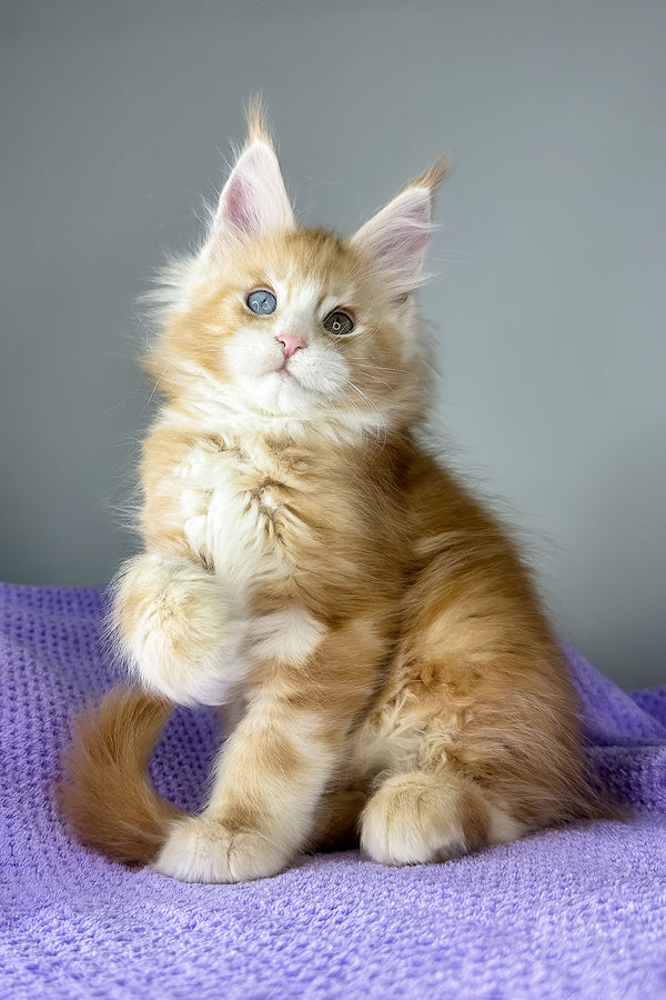 Cartier | Maine Coon Kitten
