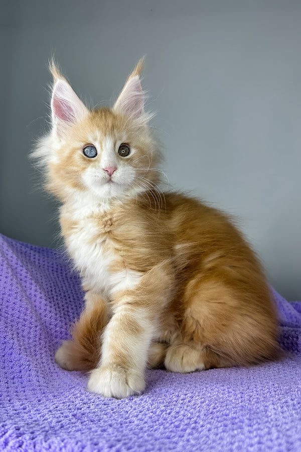 Cartier | Maine Coon Kitten