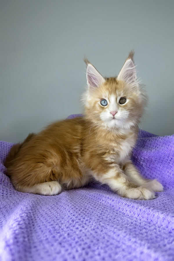 Cartier | Maine Coon Kitten