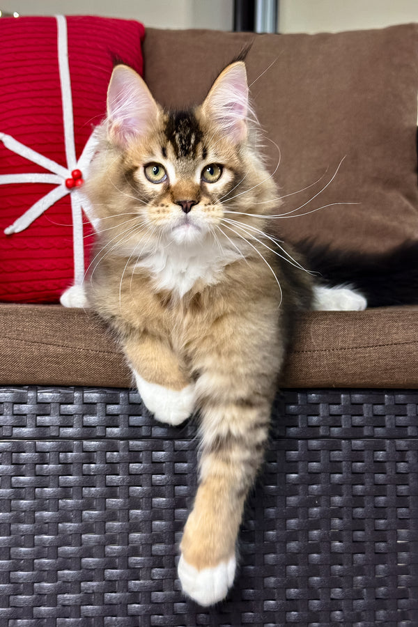Caspian | Golden Maine Coon Kitten