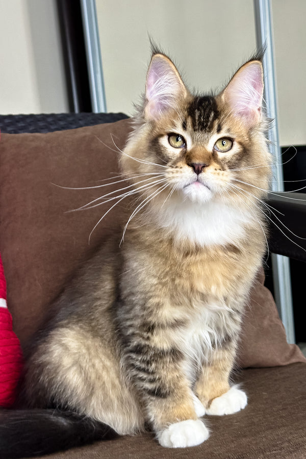 Caspian | Golden Maine Coon Kitten