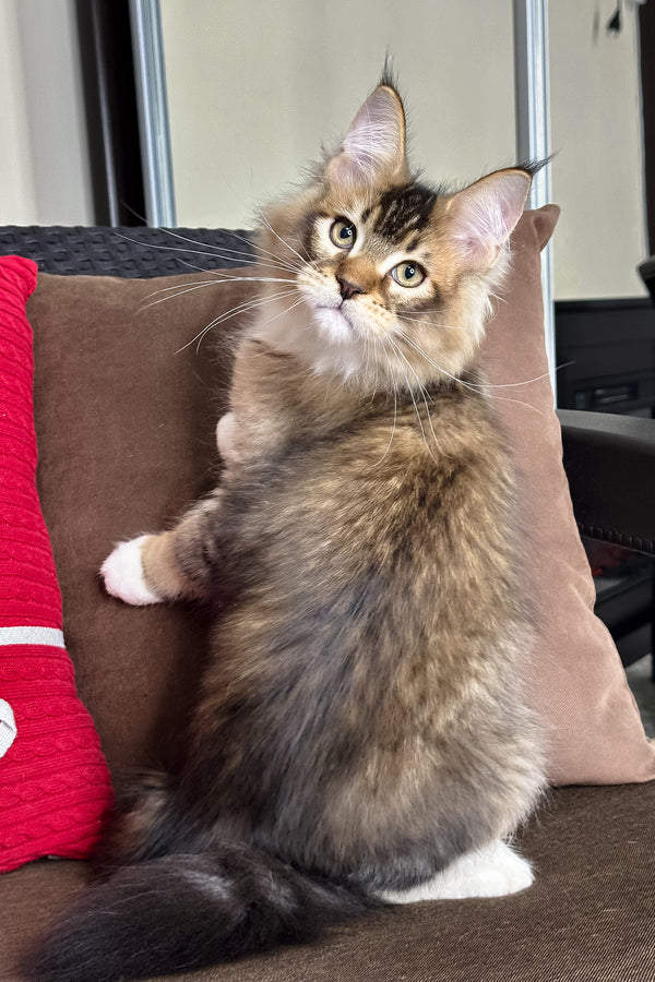 Caspian | Golden Maine Coon Kitten