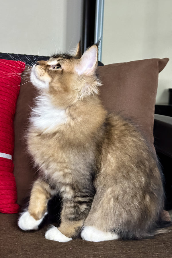Caspian | Golden Maine Coon Kitten