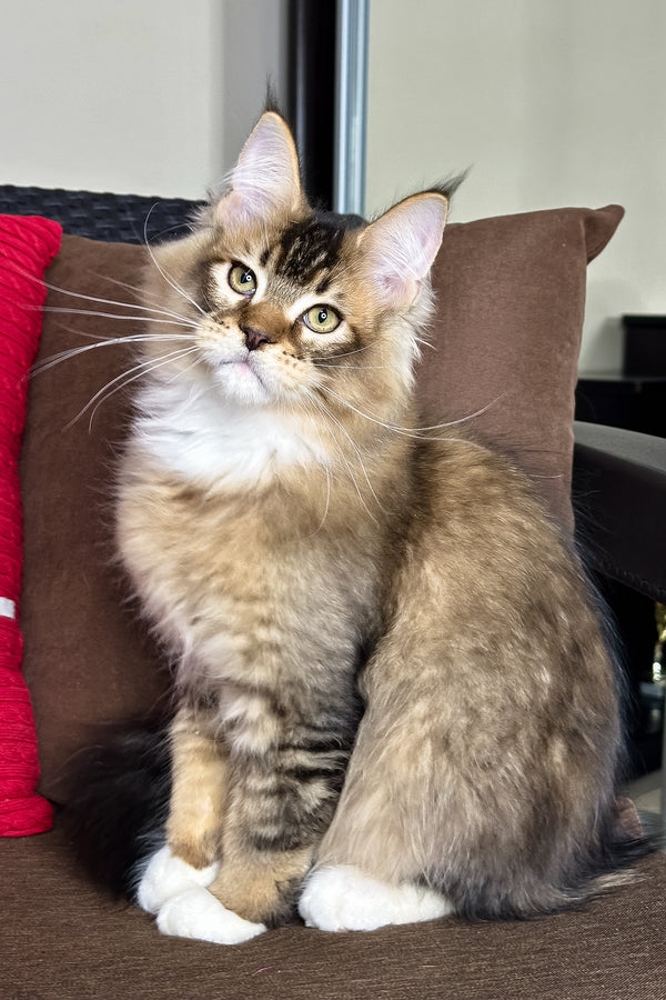 Caspian | Golden Maine Coon Kitten