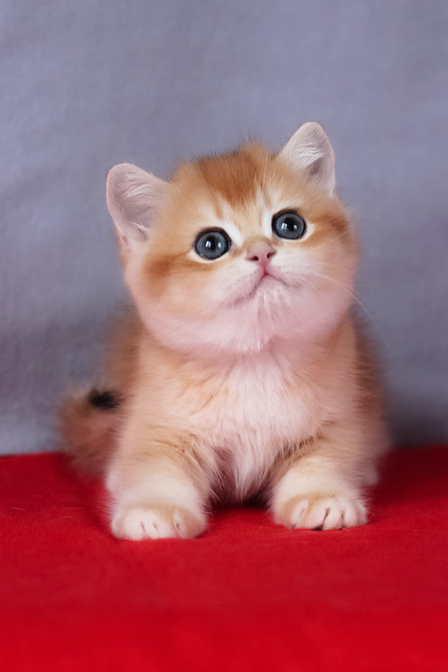 Cassie | British Shorthair Kitten