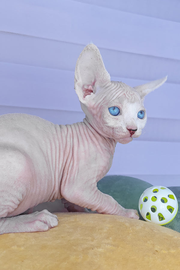 Cassiopeia | Canadian Sphynx Kitten