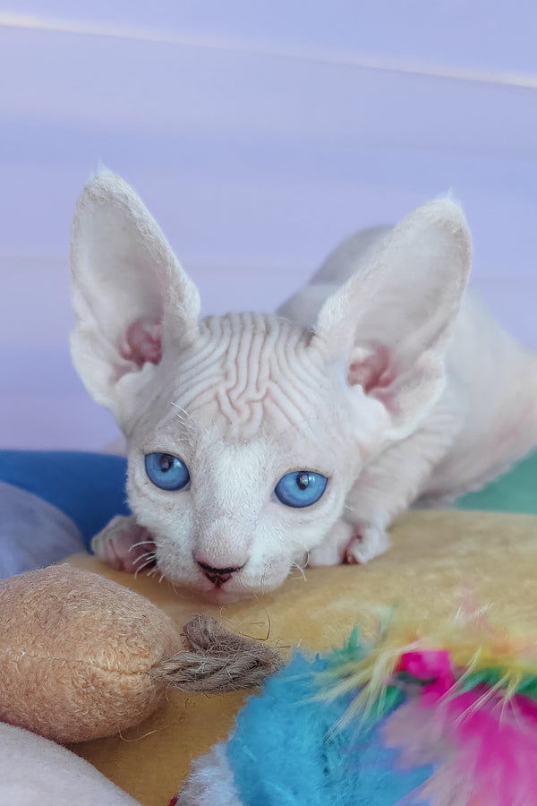 Cassiopeia | Canadian Sphynx Kitten