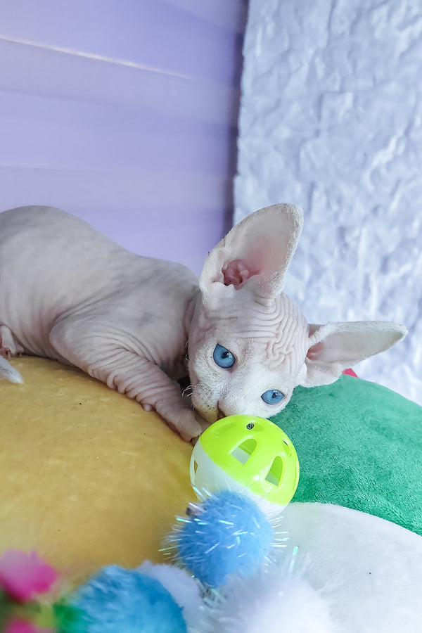 Cassiopeia | Canadian Sphynx Kitten