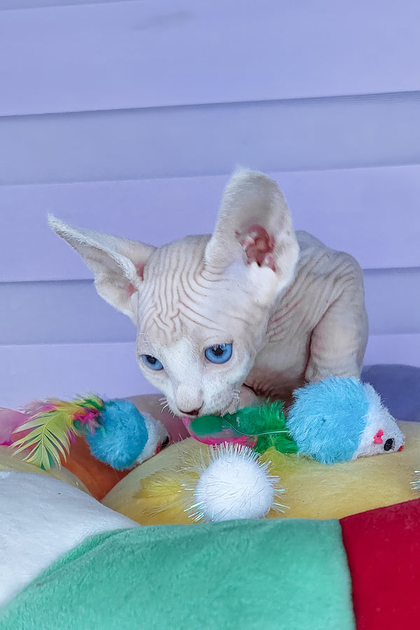 Cassiopeia | Canadian Sphynx Kitten