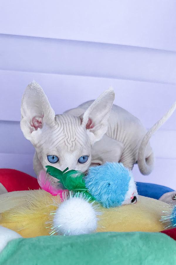 Cassiopeia | Canadian Sphynx Kitten