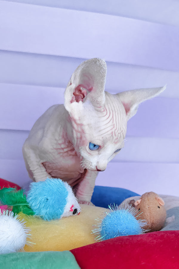 Cassiopeia | Canadian Sphynx Kitten