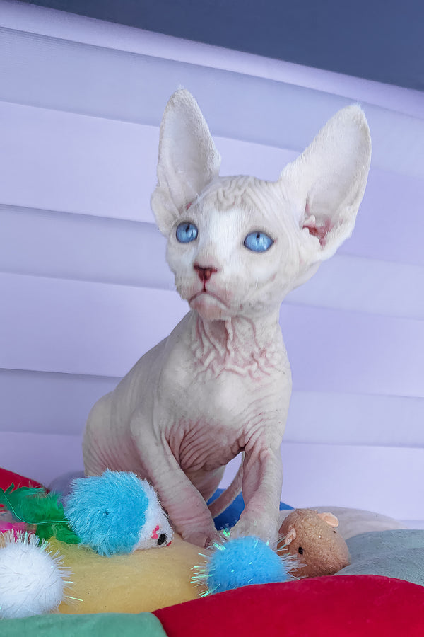 Cassiopeia | Canadian Sphynx Kitten