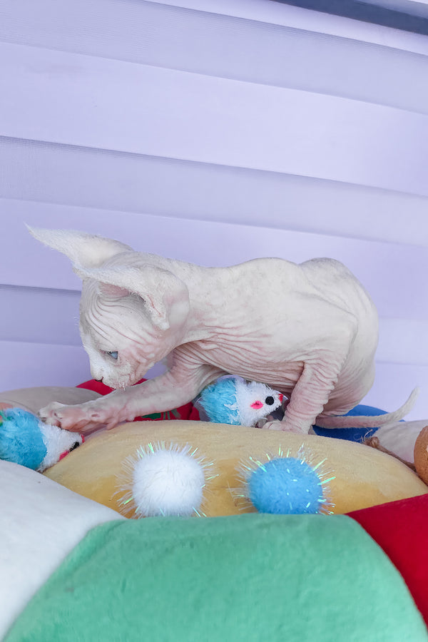 Cassiopeia | Canadian Sphynx Kitten