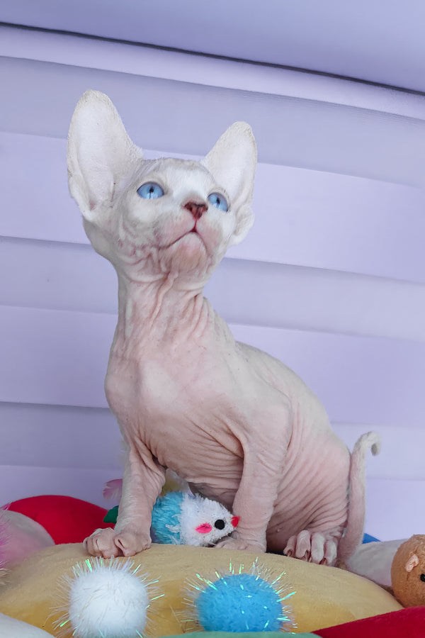 Cassiopeia | Canadian Sphynx Kitten