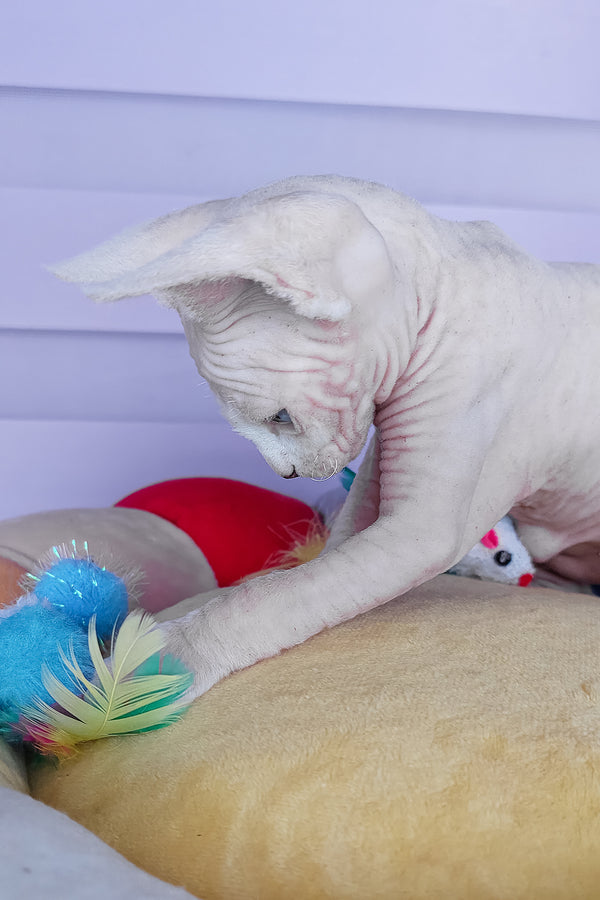 Cassiopeia | Canadian Sphynx Kitten