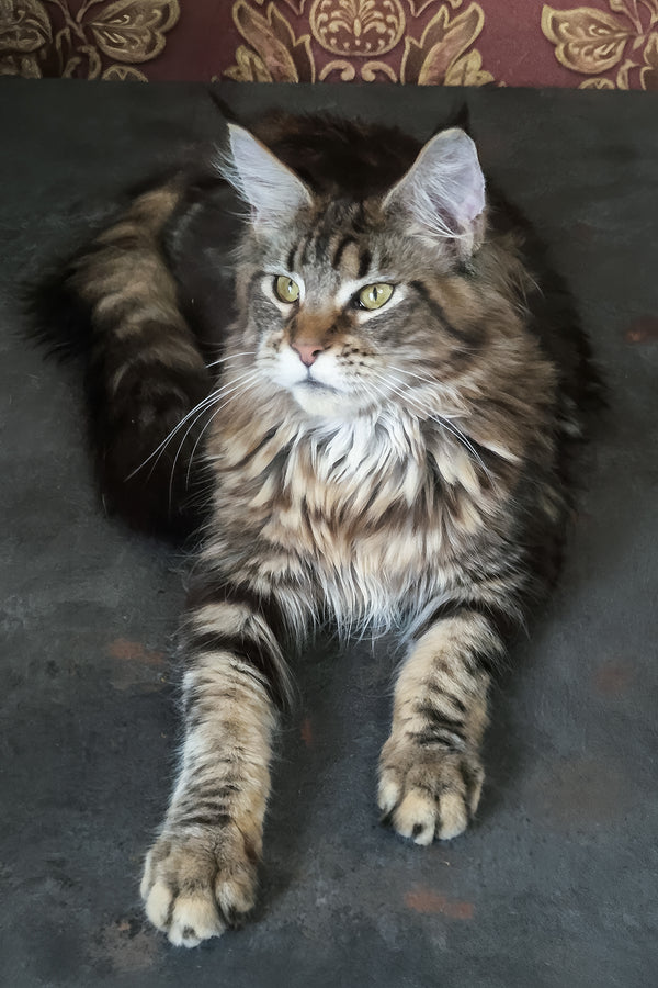 Cassiopeia | Maine Coon Kitten