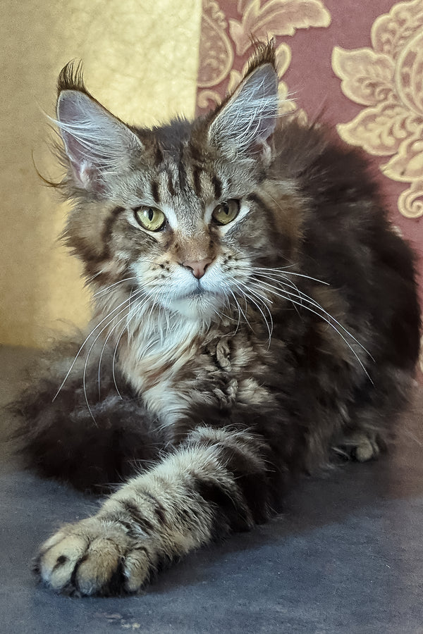 Cassiopeia | Maine Coon Kitten