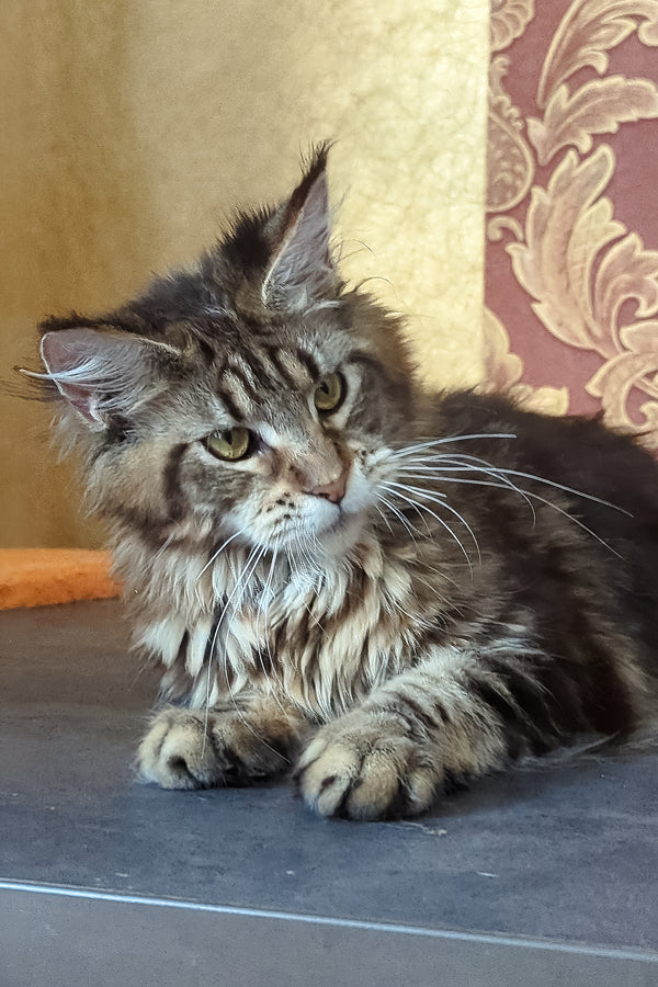 Cassiopeia | Maine Coon Kitten