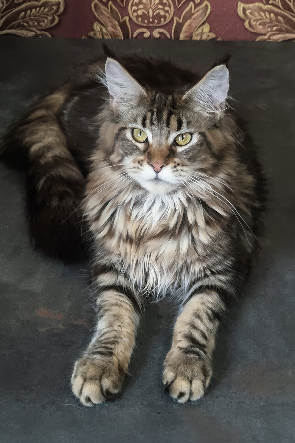 Cassiopeia | Maine Coon Kitten