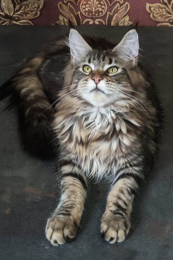 Cassiopeia | Maine Coon Kitten
