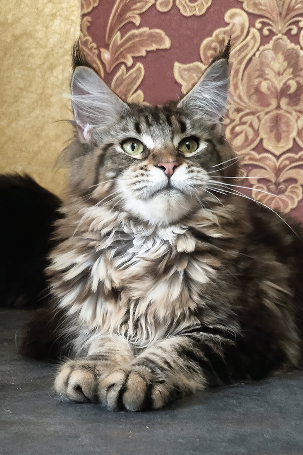 Cassiopeia | Maine Coon Kitten