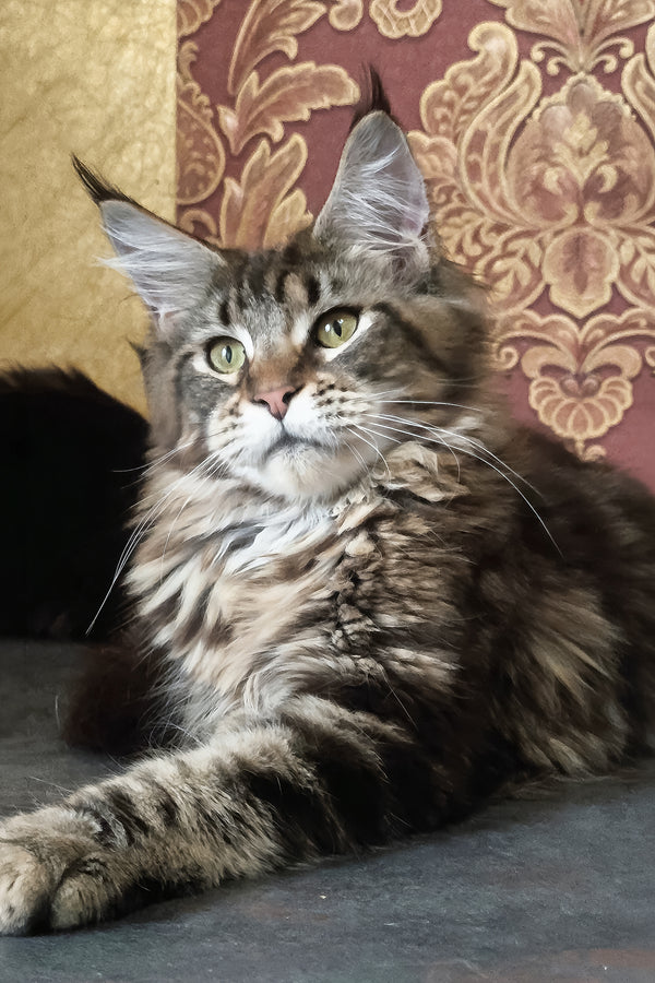 Cassiopeia | Maine Coon Kitten