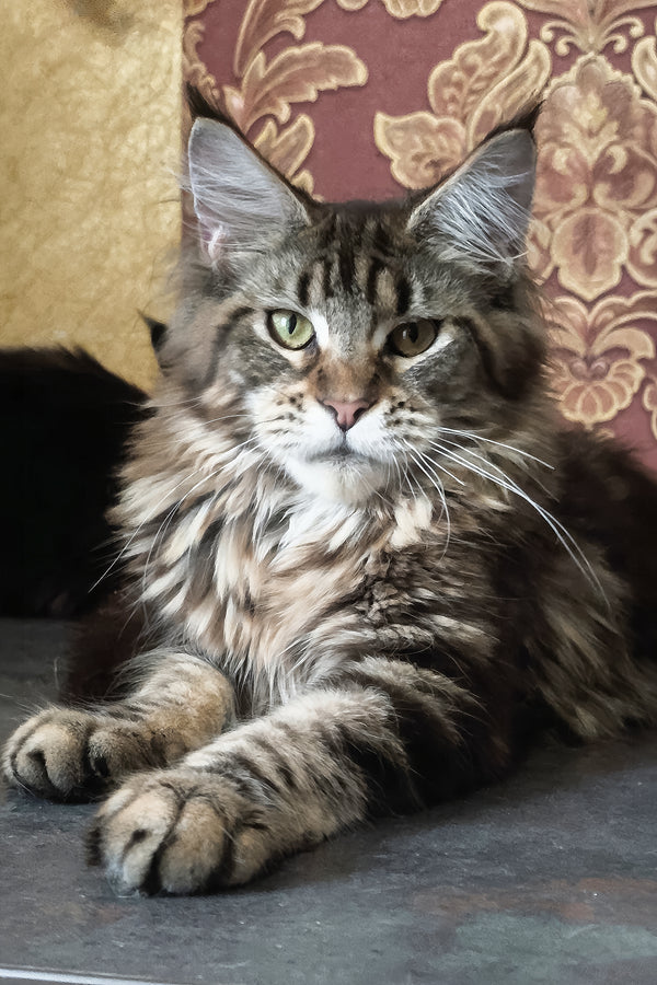 Cassiopeia | Maine Coon Kitten