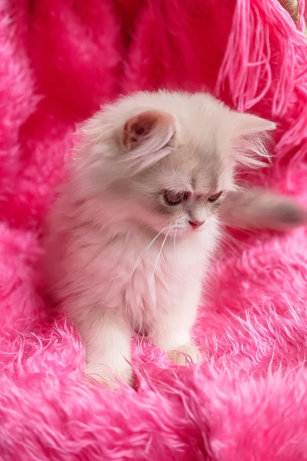 Castor | British Longhair Kitten