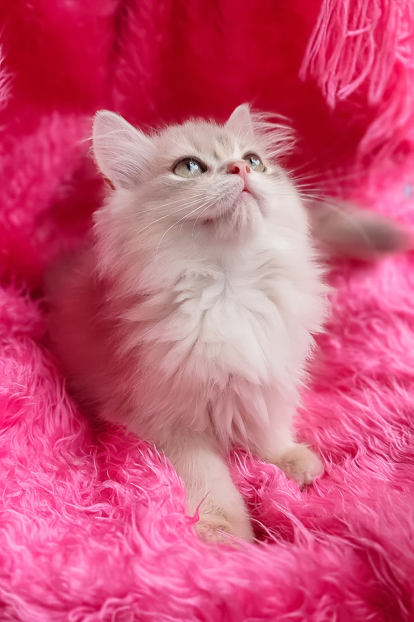 Castor | British Longhair Kitten