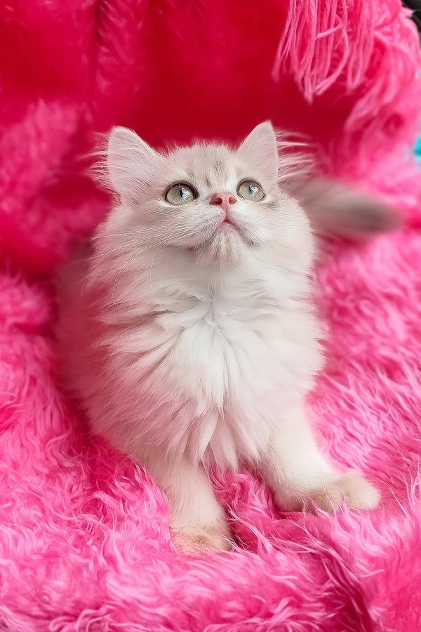 Castor | British Longhair Kitten