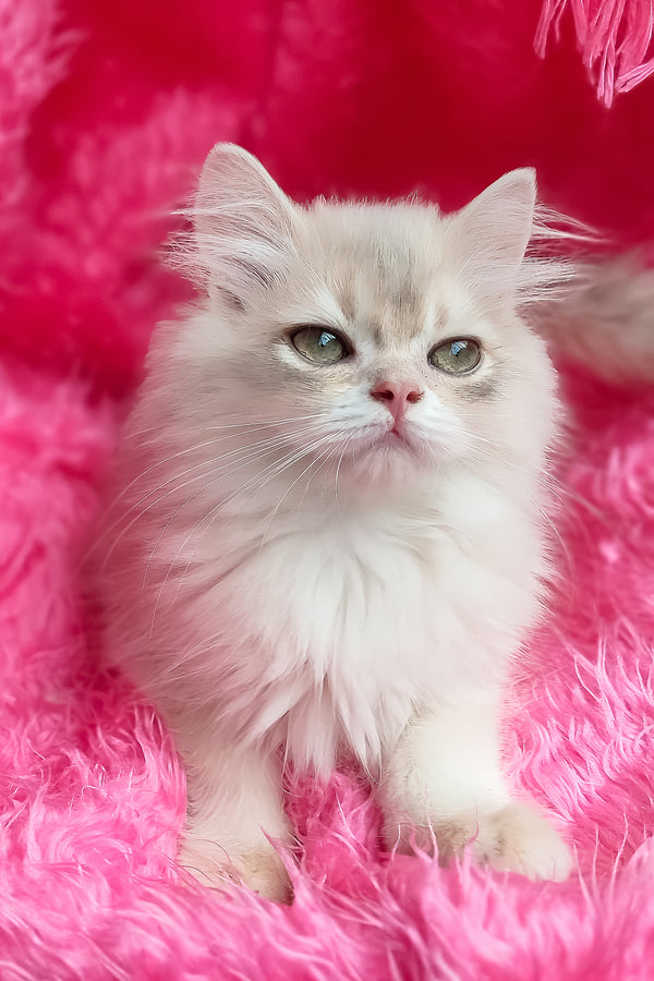 Castor | British Longhair Kitten