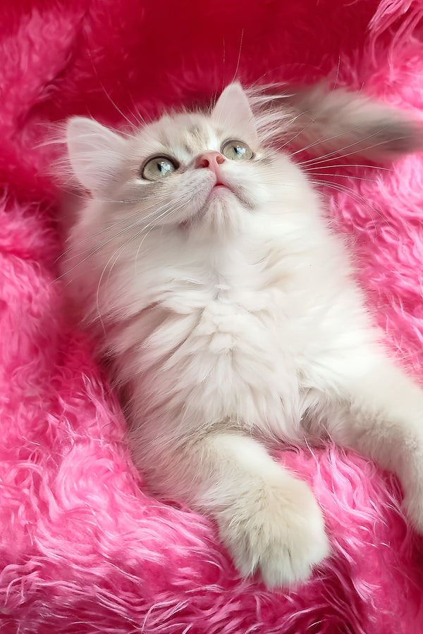 Castor | British Longhair Kitten
