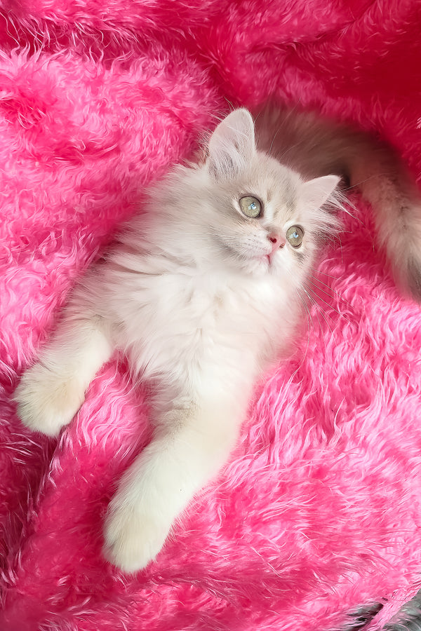 Castor | British Longhair Kitten