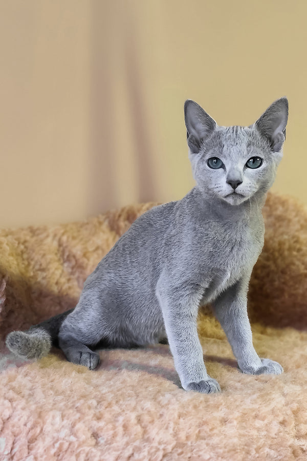 Les | Russian Blue Kitten