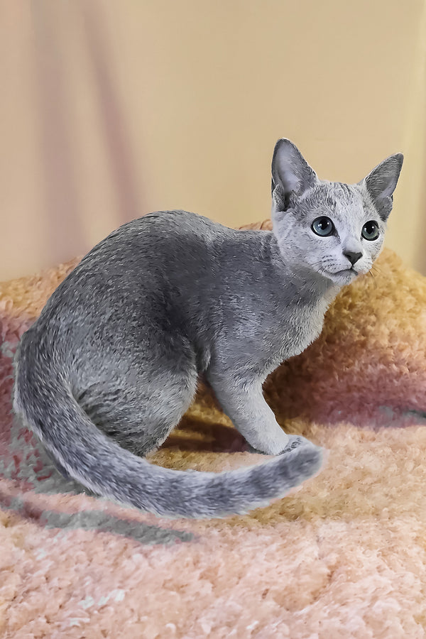 Les | Russian Blue Kitten