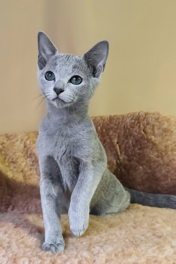 Les | Russian Blue Kitten