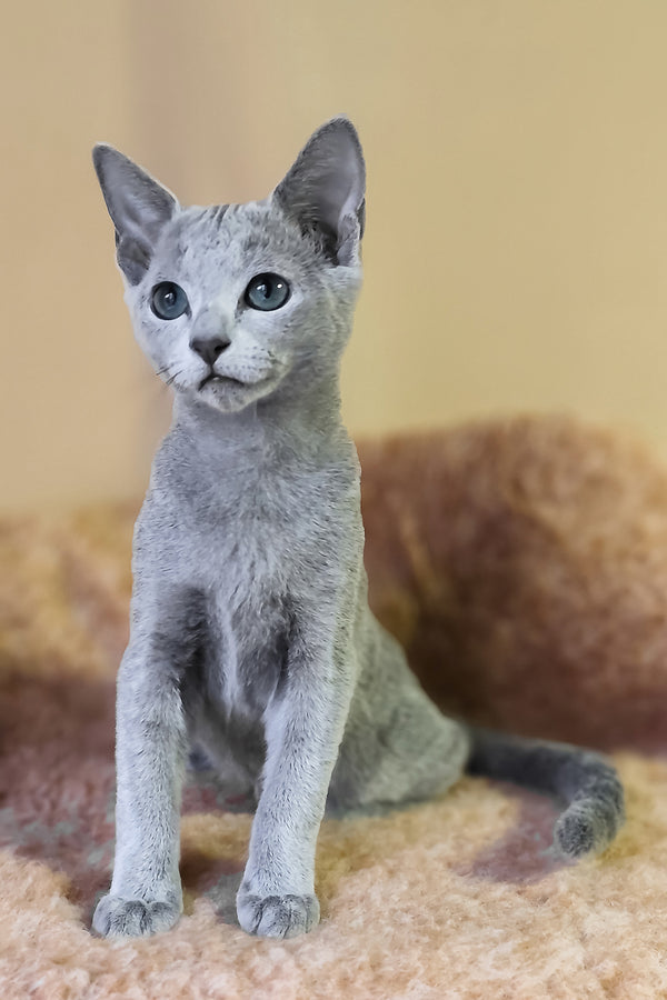 Les | Russian Blue Kitten