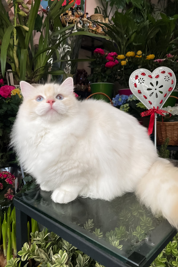 Cedric | Ragdoll Kitten