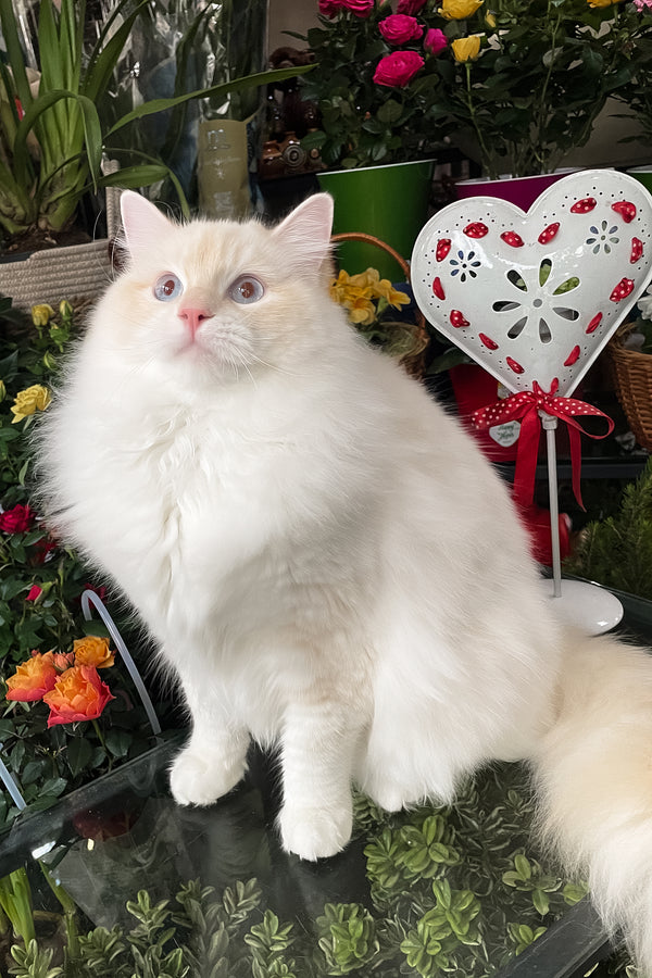 Cedric | Ragdoll Kitten