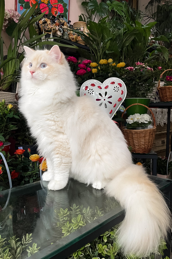 Cedric | Ragdoll Kitten