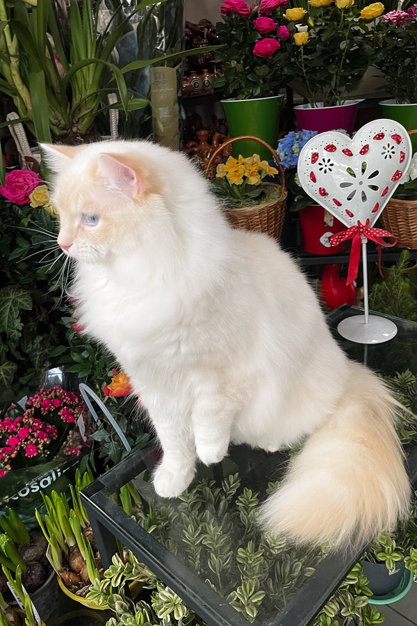 Cedric | Ragdoll Kitten