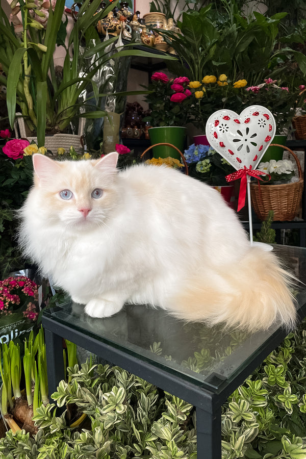 Cedric | Ragdoll Kitten