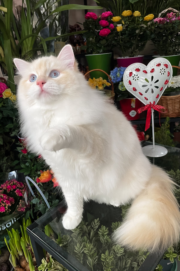 Cedric | Ragdoll Kitten