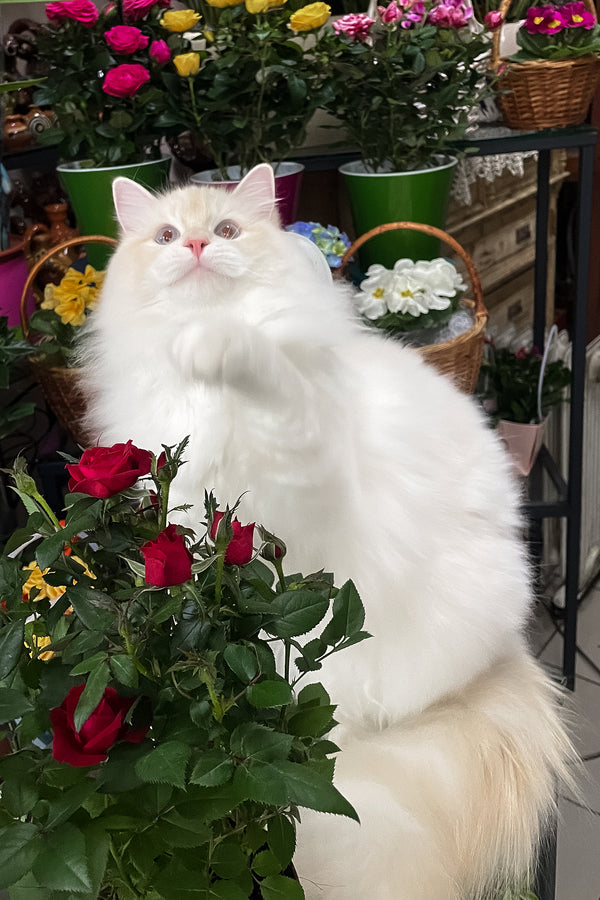 Cedric | Ragdoll Kitten