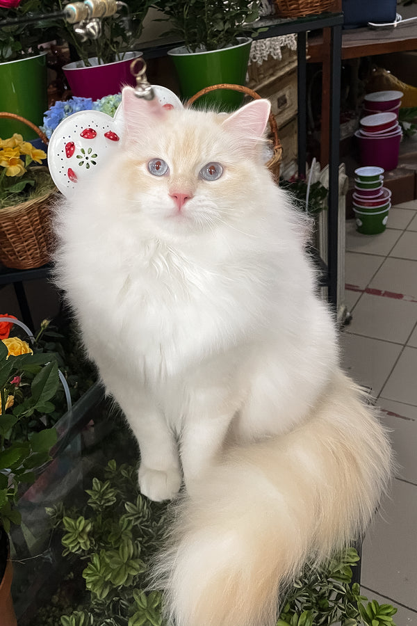 Cedric | Ragdoll Kitten