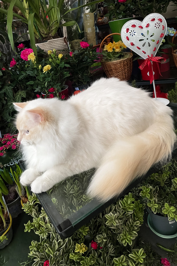 Cedric | Ragdoll Kitten