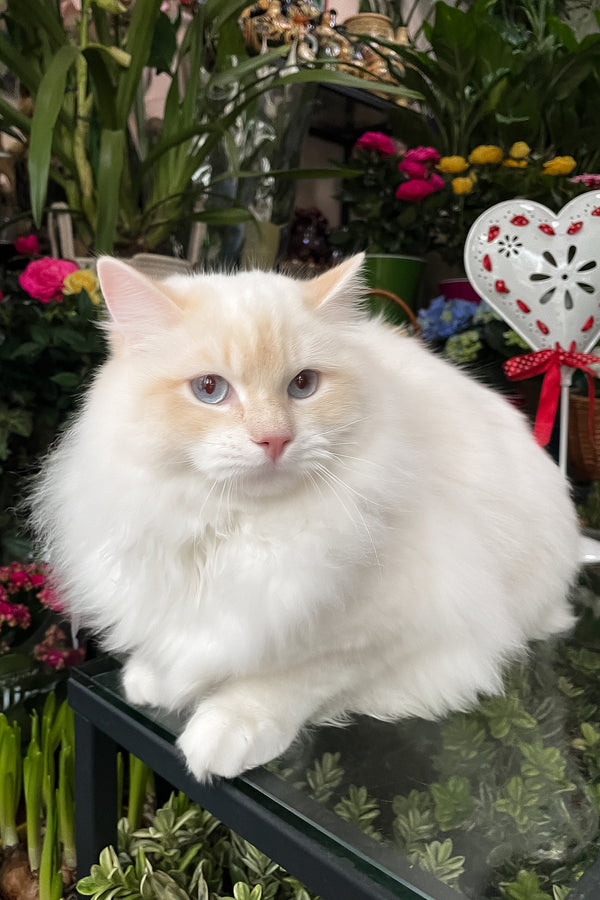 Cedric | Ragdoll Kitten